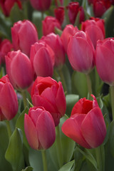 Red/Pink Tulips in a group