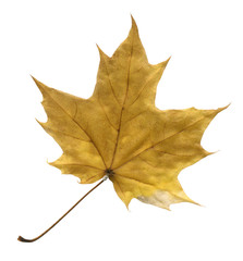 Yellow autumn maple leaf isolated on a white background