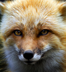 Red Fox