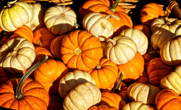 bright and colorful image of orange and white pumpkins