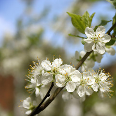 Blossoming cherry