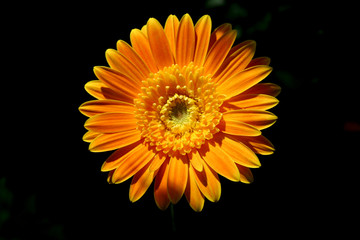 Beautiufl floral design with petals and details