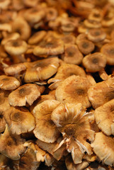 champignons