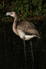 Junger Flamingo