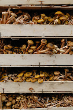 cagettes de champignons