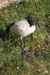 Ibis