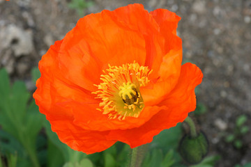 Fototapeta premium ポピー