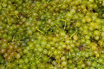 White grapes harvested to make wine