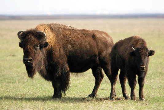 two of wild buffalos. Askania-Nova. Ukraine