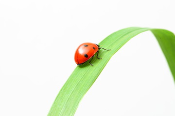 red ladybug on green grass isolated