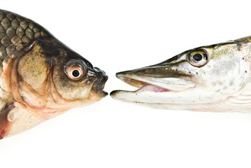 carp and pike