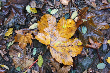 feuille sous la pluie