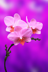 pink orchid flowers in over colored background