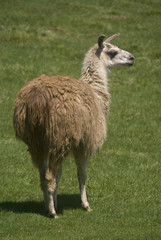 Fototapeta premium Close up of a Llama (Lama glama)