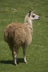 Close up of a Llama (Lama glama)