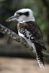 Magnificent Kukaburro bird perched on a branch