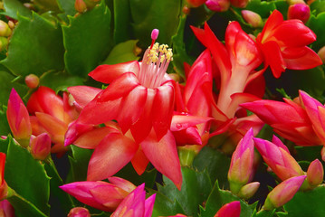 Weihnachtskaktus - Christmas cactus 03
