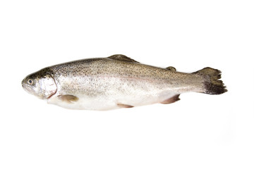 Fresh whole trout isolate don a white studio background.
