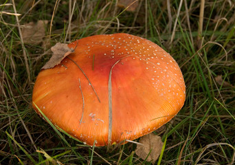 mushroom