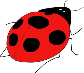 coccinella