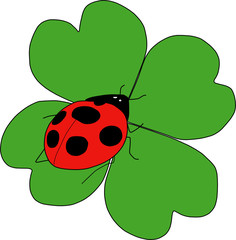 coccinella