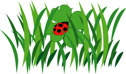 coccinella