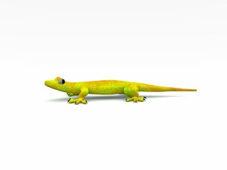 gecko