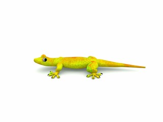 gecko