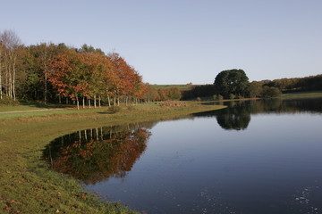 reflection of the tree in water