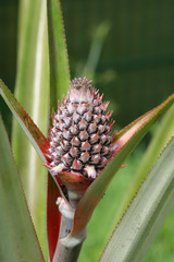 growing pineapple