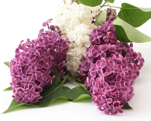 Crédence de cuisine en verre imprimé Lilas Sur une photo fleurs violettes de lilas