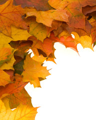 composition of autumn leaves on white background