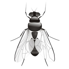 a fly