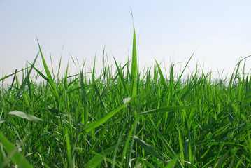 green grass