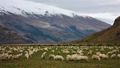 Fototapete Rund New Zealand Sheep © WaterJoe