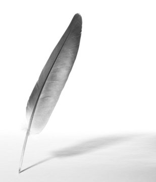 feather  on  background.