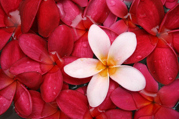 Spa and wellness image