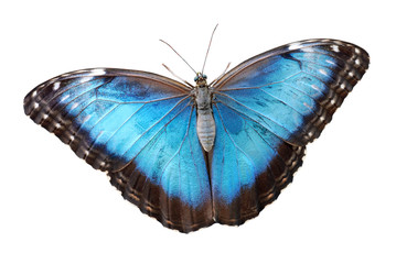 Obraz na płótnie Canvas Izolowane Butterfly Blue Morpho Menelaos