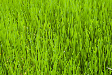 Fototapeta na wymiar beautiful green lawn grass