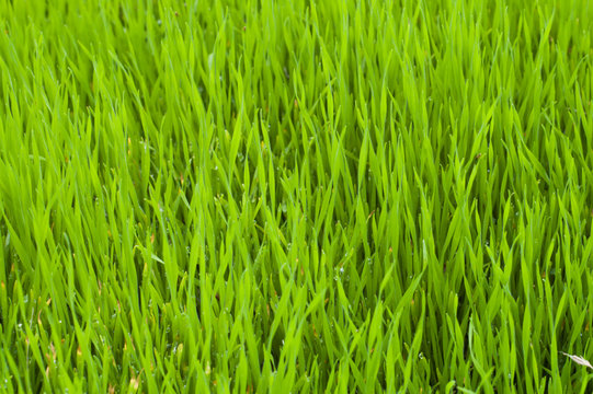beautiful green lawn grass