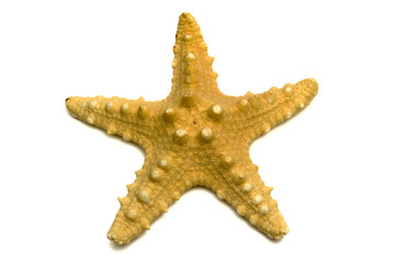 The sea souvenir a starfish on a white background is isolated