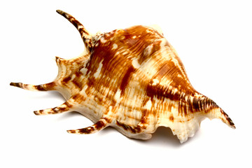 The sea souvenir a cockleshell on a white background is isolated