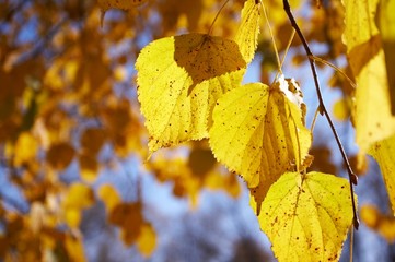 autumn, fall background