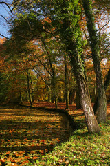 Lakeside in the autumn forest.