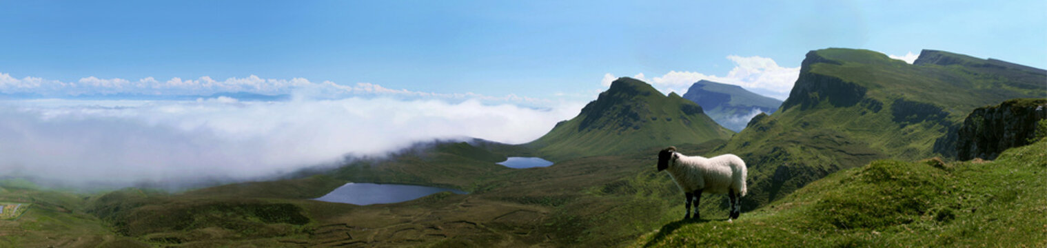 A little lamb above the clouds in Quirang, Isle of Skye