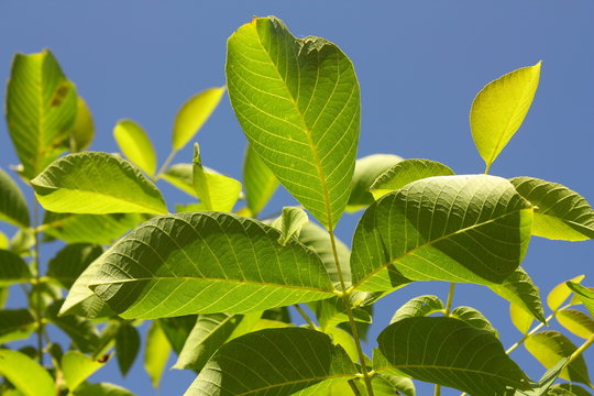 Feuilles de noyer