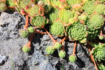 Joubarbe des montagnes