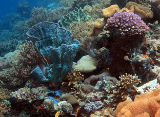 Indonesian coral reef in the Lembeh straits of North Sulawesi