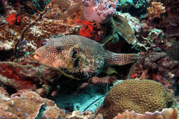 Large puffer fish