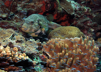 Large puffer fish
